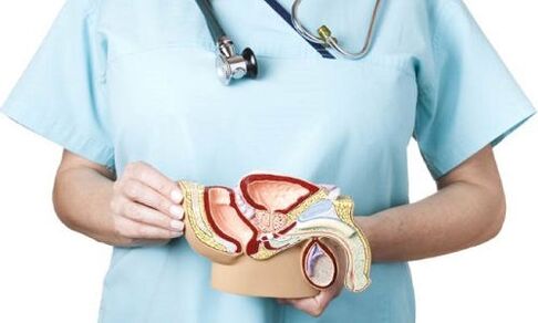 model sistem genitourinary jalu jeung perlakuan prostatitis